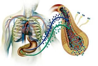Schädigung der Bauchspeicheldrüse bei Diabetes Mellito